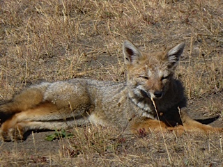 brown fox sunning himself 