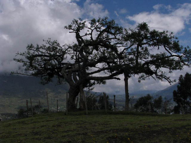 Lechero Tree of Ecuador