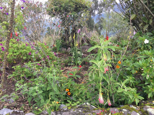 Garden and Trails in High Sierras of Ecuador