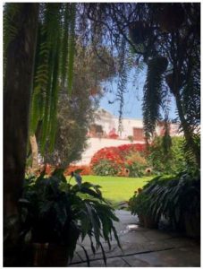 Gardens at the Muse Larco