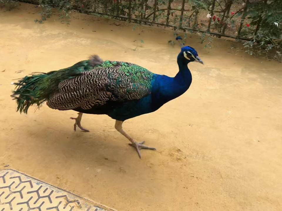 Alcazar peacock in Seville