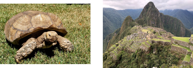 Tortoise and Machu Picchu