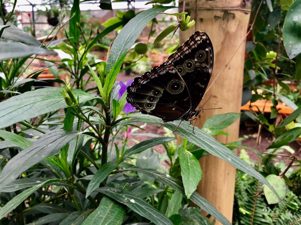Butterfly farm Mindo Cloud Forest 