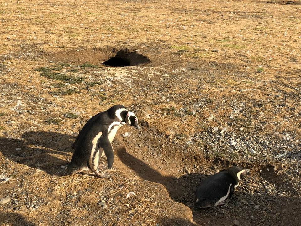 Magdellena Penguins