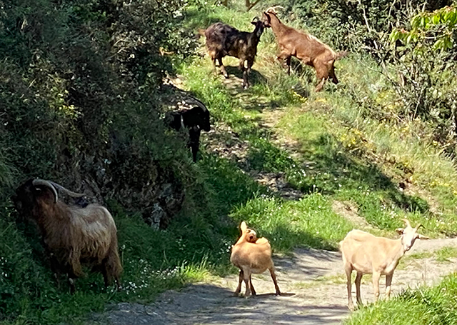 Large goat on the left (looked like a yak to me!) is the billy goat, luckily very shy!