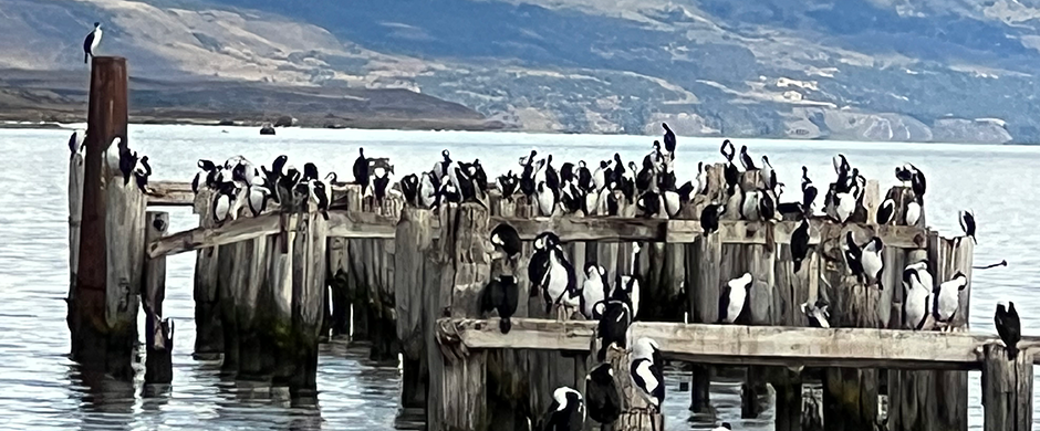 Birds in Puerto Natales Chile