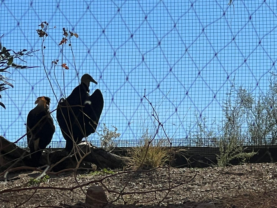A pair of small condors.