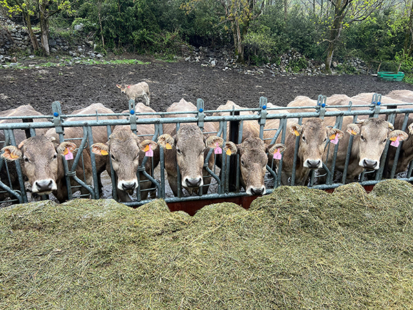 The way to feed cows clean hay