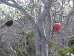 Frigate bird family on the Galápagos