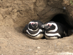 The penguins of Magellan Island